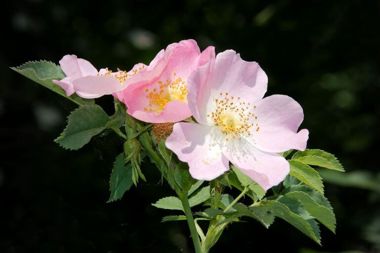 dog rose, bush rose, blossom-1428340.jpg
