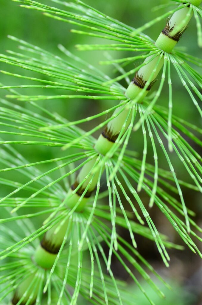 forest horsetail, stalk, internodes-5215427.jpg