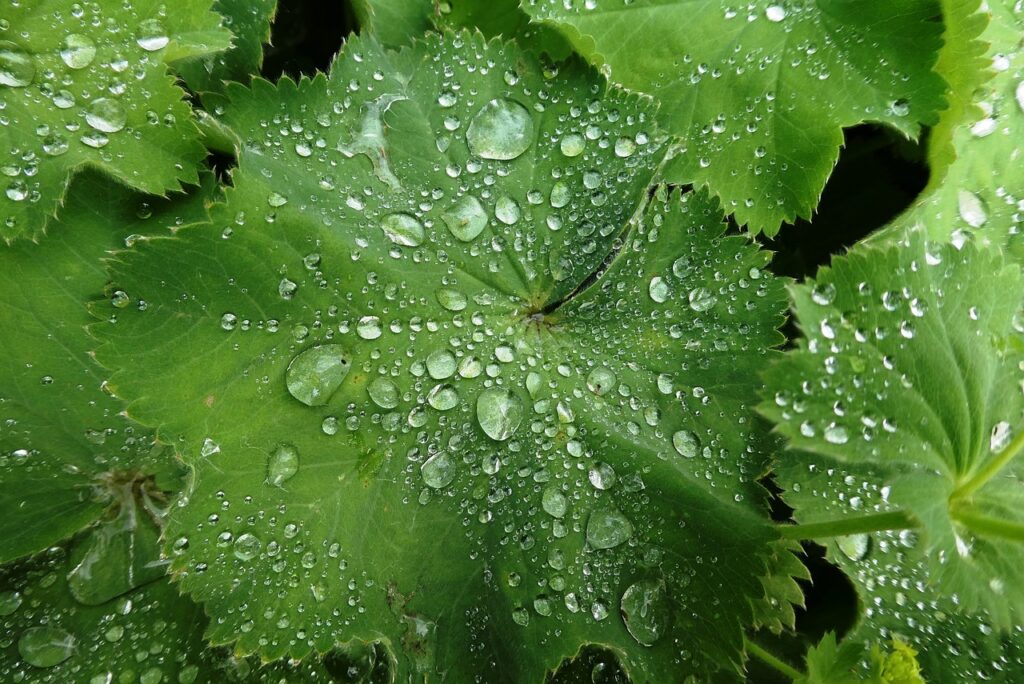 vrouwenmantel, alchemilla mollis, tuinvrouwenmantel-4254523.jpg